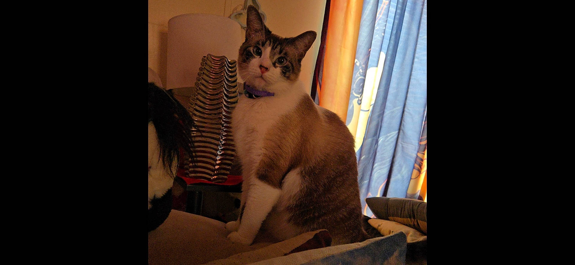 Icy joined the competition — help win amazing prizes! animal, brown, cat, collar, couch, cozy, curtains, cushion, domestic, feline, furniture, household, indoor, lamp, pet, portrait, relaxed, sitting, striped, white