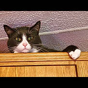 Aubo is registered to the contest to win money with this photo: animal, black_and_white, cat, ceiling, claw, curious, cute, ears, eyes, feline, indoor, nose, paw, peek, pet, resting, texture, tuxedo_cat, whiskers, wooden_cabinet