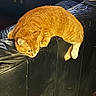 Gigi is registered to the contest to win money with this photo: animal, cat, cozy, cute, domestic_cat, feline, fur, home, indoor, lazy, leather_couch, mammal, orange_tabby, paws, pet, relaxed, resting, side_view, tabby, whiskers