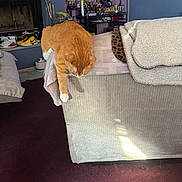 Gigi is registered to the contest to win money with this photo: animal, armrest, blanket, carpet, cat, couch, cozy, decor, fireplace, furniture, ginger_cat, home, indoor, leisure, living_room, orange, pet, shelf, stretching, white_paw
