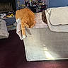 animal, armrest, blanket, carpet, cat, couch, cozy, decor, fireplace, furniture, ginger_cat, home, indoor, leisure, living_room, orange, pet, shelf, stretching, white_paw