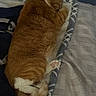 Gigi is registered to the contest to win money with this photo: animal, blanket, cat, comfortable, cozy, curled_up, cute, feline, fur, ginger_cat, indoor, nap, patterned_blanket, paw, pet, pink_paw, relaxation, resting, sleeping, soft