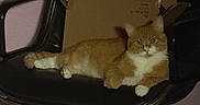 Gigi is registered to the contest to win money with this photo: animal, black_chair, cardboard_box, cat, chair, domestic_cat, feline, fur, ginger_cat, house_pet, indoor, looking, paw, pet, quiet, relaxed, resting, seated, whiskers, white_fur