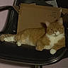 animal, black_chair, cardboard_box, cat, chair, domestic_cat, feline, fur, ginger_cat, house_pet, indoor, looking, paw, pet, quiet, relaxed, resting, seated, whiskers, white_fur
