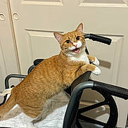Gigi is registered to the contest to win money with this photo: animal, cat, cute, domestic_animal, door, ears, feline, floor, fur, handle, indoor, looking_at_camera, mouth_open, orange_cat, pet, playful, wheel, wheelchair, whiskers, white_paws