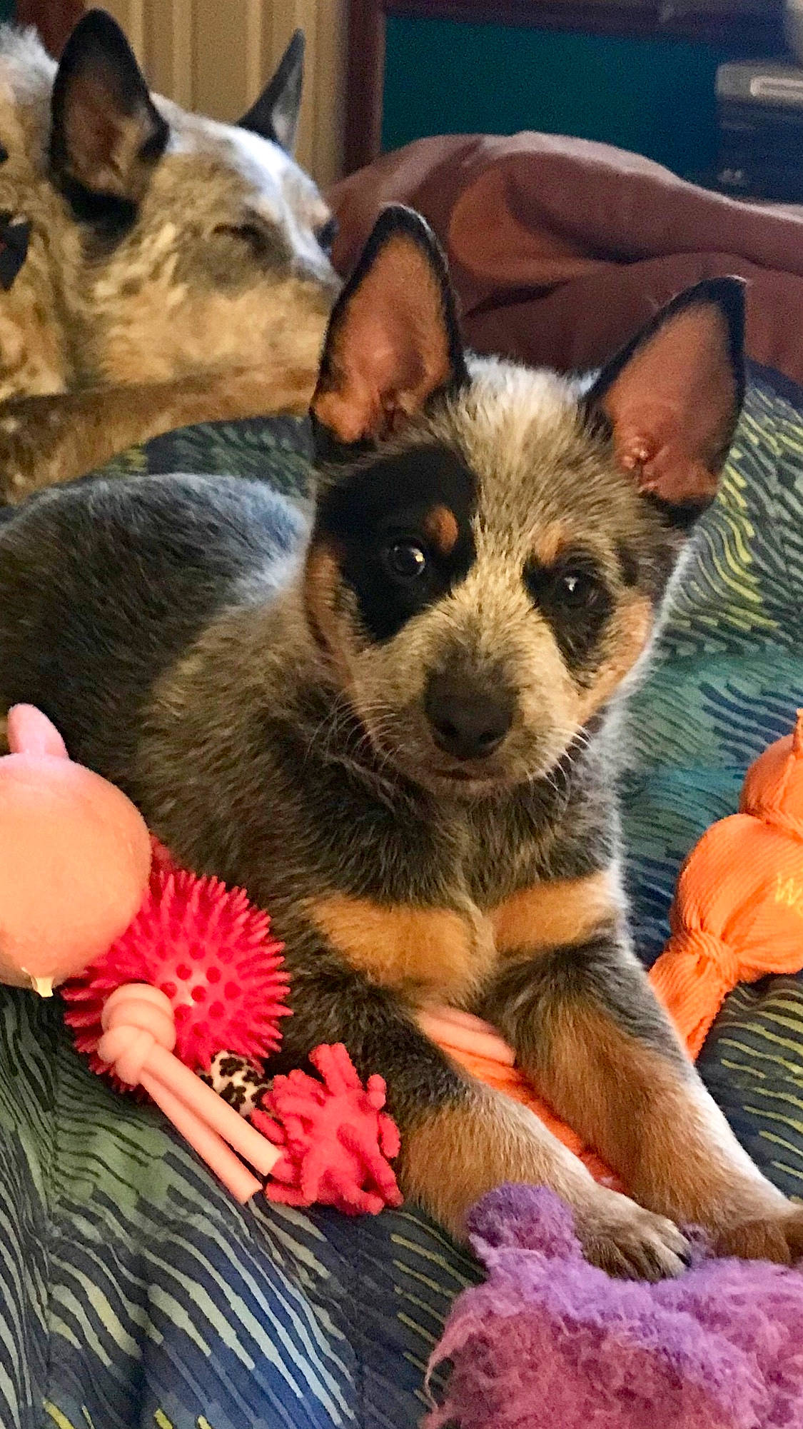 Ruger joined the competition — help win amazing prizes! canidae, carnivore, companion_dog, dog, dog_breed, dog_supply, fawn, fur, grass, holiday, petal, pink, sharing, snout, sporting_group, terrestrial_animal, texas_heeler, whiskers, working_animal, working_dog