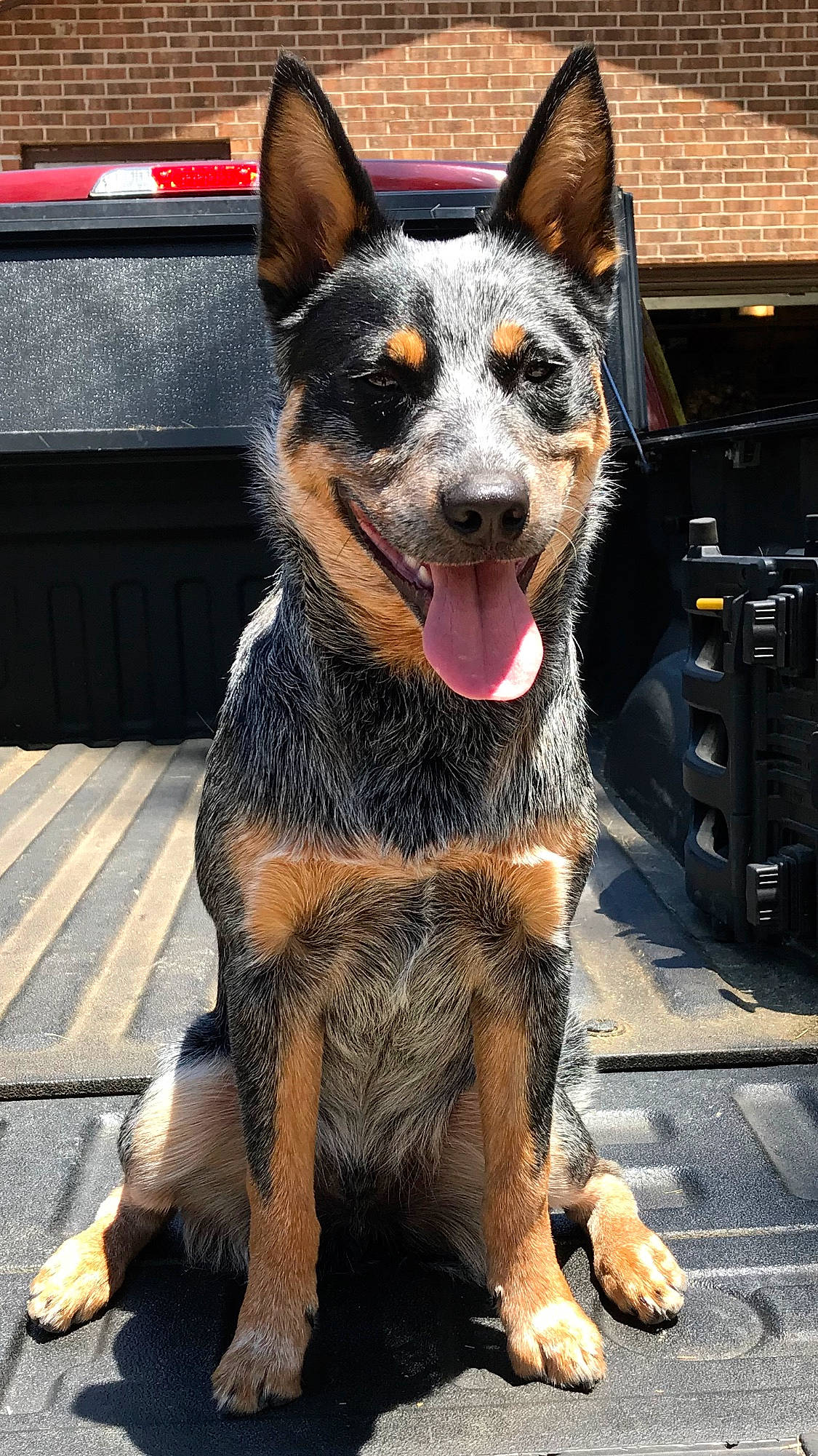 Ruger is registered to the contest to win money with this photo: canidae, carnivore, collar, companion_dog, dog, dog_breed, dog_collar, fur, gas, snapshot, sporting_group, tail, terrestrial_animal, working_animal, working_dog