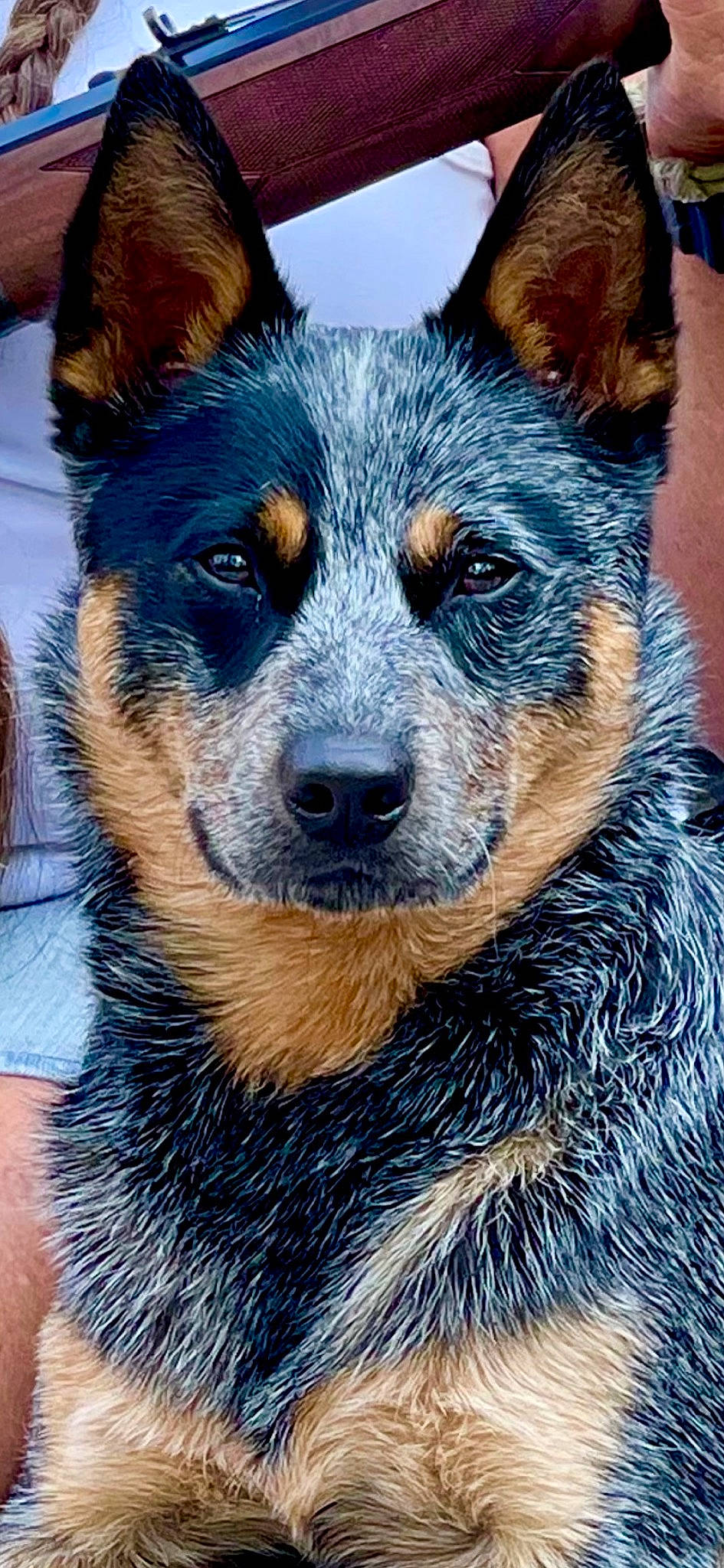 Ruger joined the competition — help win amazing prizes! ancient_dog_breeds, art, blue, canidae, carnivore, companion_dog, dog, dog_breed, electric_blue, fawn, fur, snout, sporting_group, terrestrial_animal, toy_dog, whiskers, wildlife, working_animal, working_dog