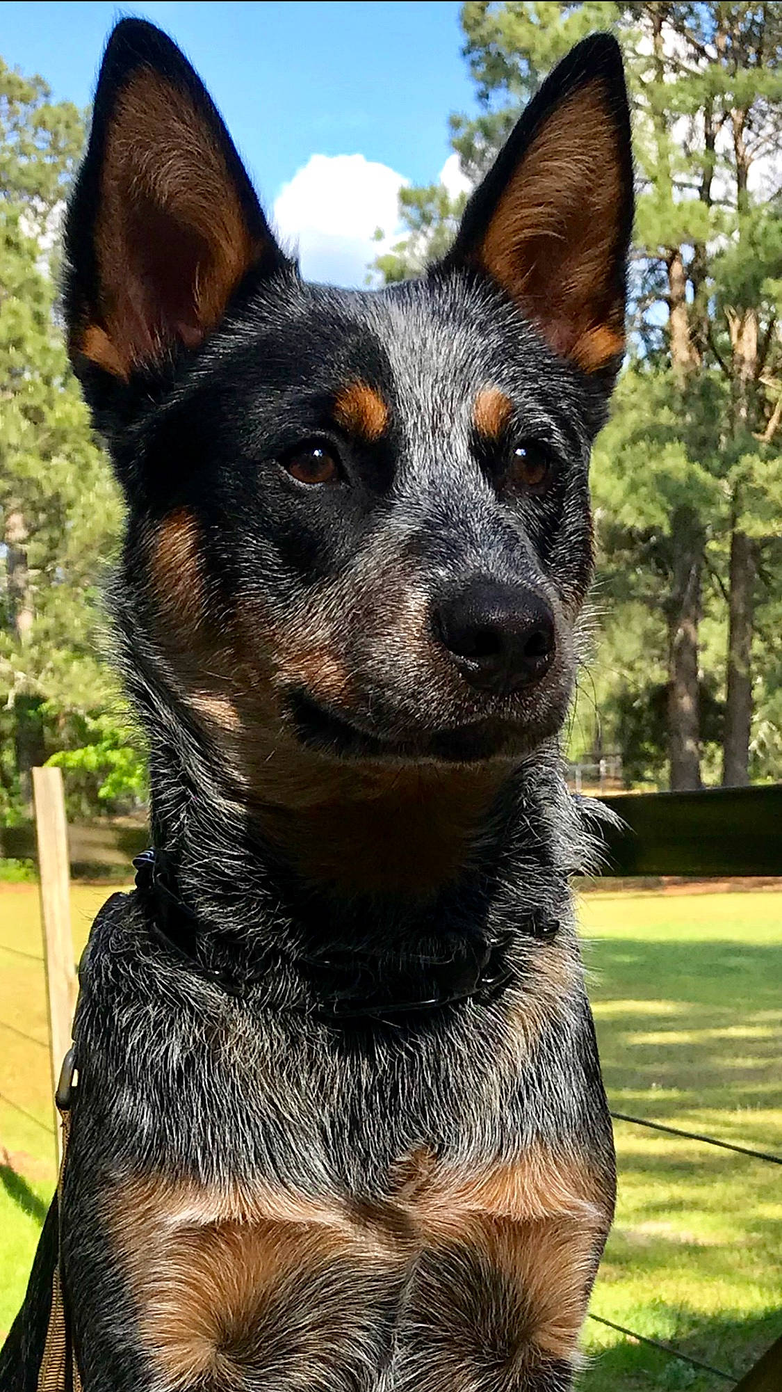 Ruger joined the competition — help win amazing prizes! canidae, carnivore, cloud, collar, companion_dog, dog, dog_breed, dog_collar, fur, grass, herding_dog, plant, sky, snout, sporting_group, terrestrial_animal, tree, whiskers, working_animal, working_dog