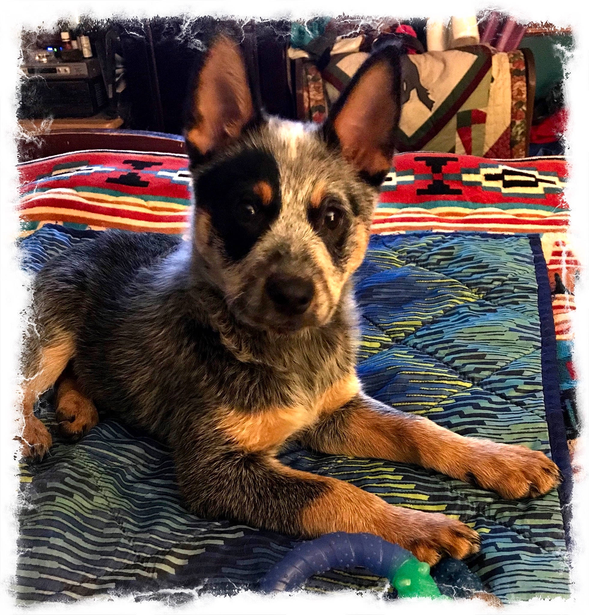 Ruger is registered to the contest to win money with this photo: art, canidae, carnivore, companion_dog, dog, dog_breed, dog_supply, fawn, fur, guard_dog, herding_dog, pattern, plant, rectangle, snout, sporting_group, square, terrestrial_animal, whiskers, working_dog