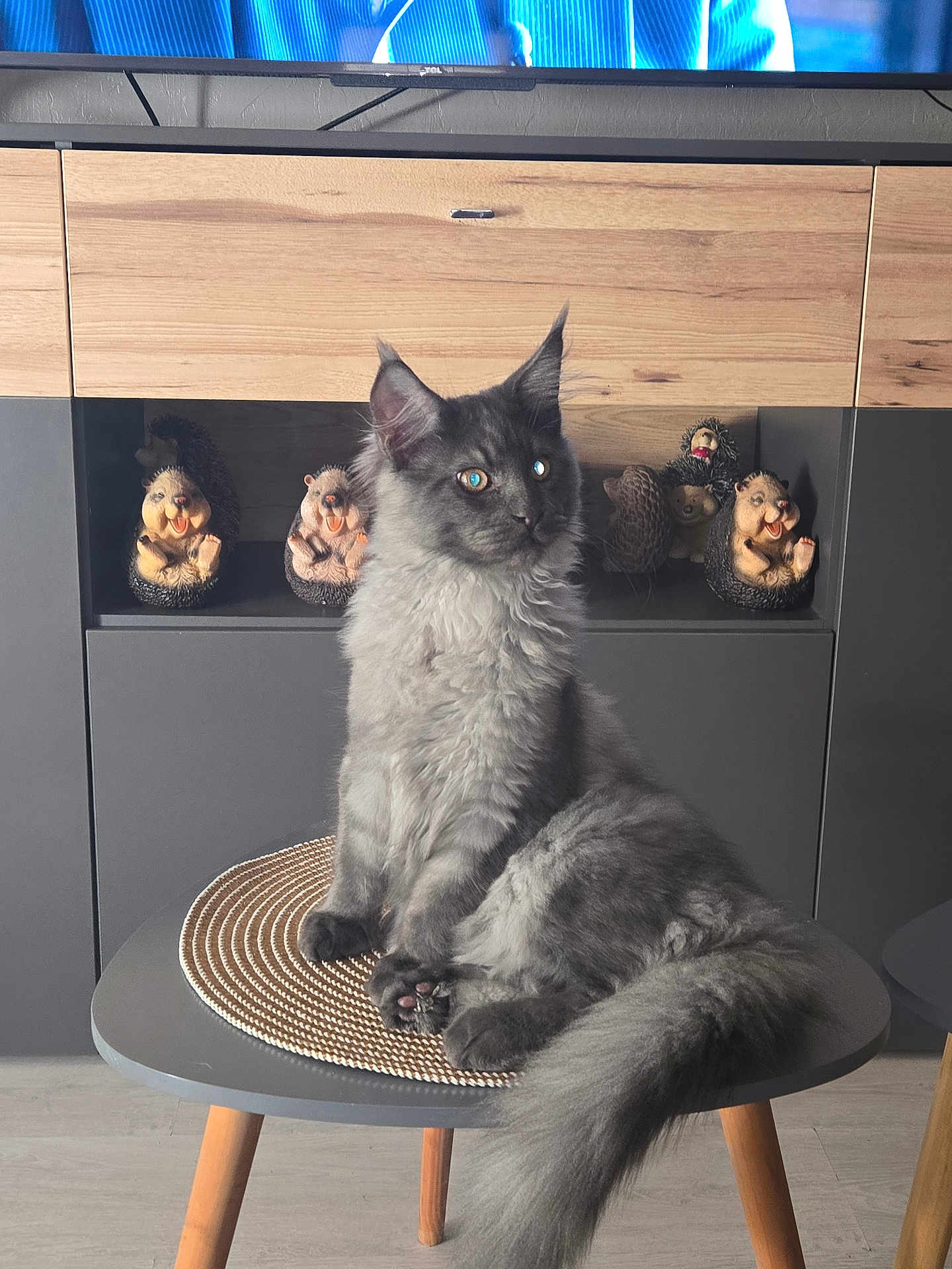 Ath participe au concours pour gagner de l'argent avec cette photo : cat, gray_cat, fluffy_cat, table, wooden_legs, round_table, hedgehog_figurines, figurines, indoor, furniture, sitting, pet, animal, cute, cozy, decor, eyes, tail, floor, shelf