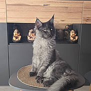 Aiko a rejoint le concours — aidez-le/la à gagner de superbes lots ! cat, gray_cat, fluffy_cat, table, wooden_legs, round_table, hedgehog_figurines, figurines, indoor, furniture, sitting, pet, animal, cute, cozy, decor, eyes, tail, floor, shelf
