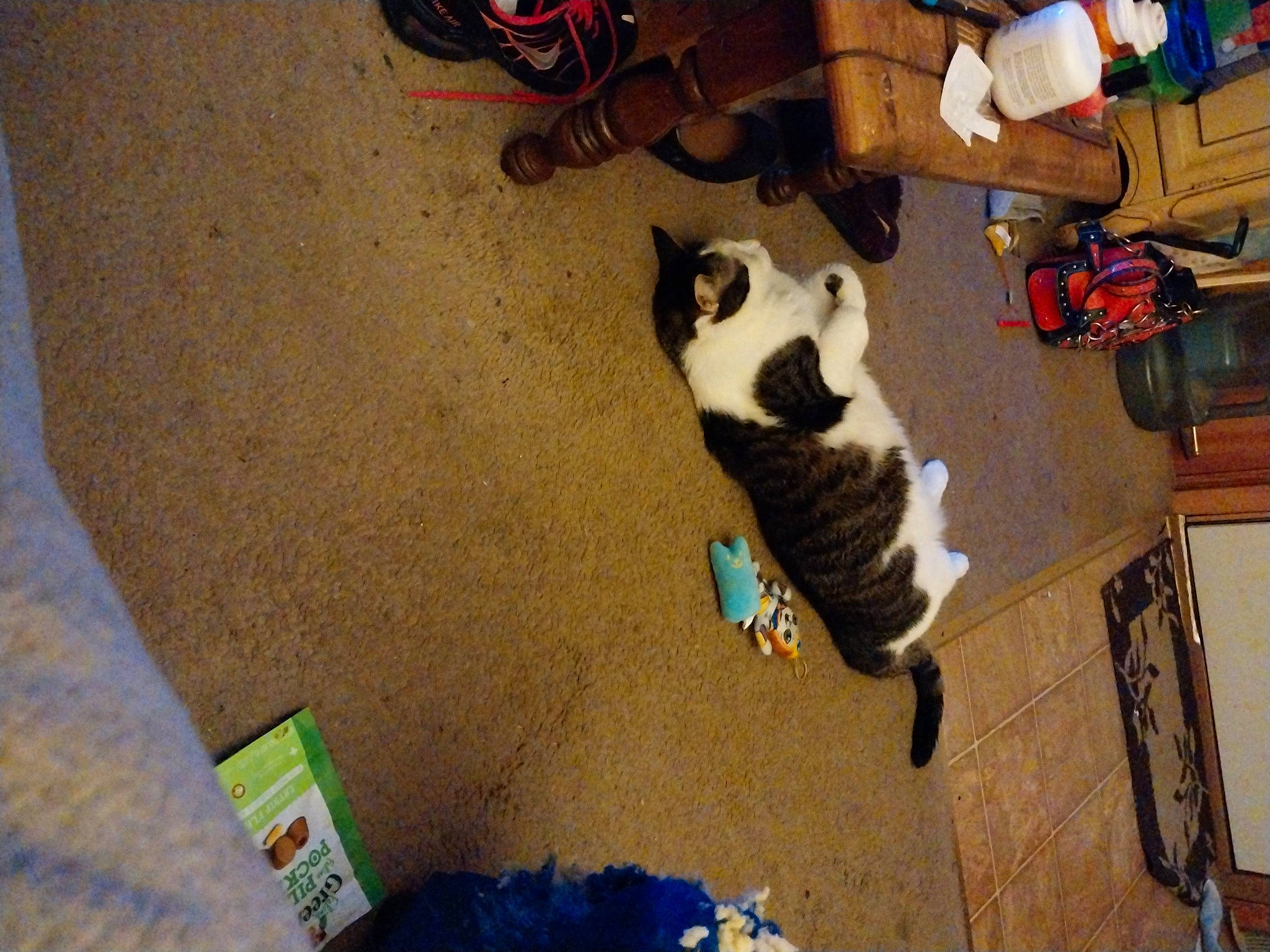 Leo is registered to the contest to win money with this photo: adventure, canidae, carnivore, companion_dog, dog, dog_breed, fawn, felidae, floor, flooring, fur, hardwood, luggage_and_bags, room, shadow, small_to_medium_sized_cats, sneakers, sporting_group, tail, wood