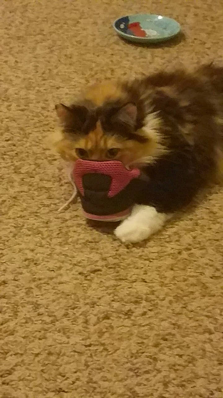 Ella is registered to the contest to win money with this photo: big_cats, carnivore, cat, cat_toy, companion_dog, dog_breed, domestic_short_haired_cat, fang, fawn, felidae, flooring, fur, german_spitz, hardwood, paw, small_to_medium_sized_cats, snout, tail, terrestrial_animal, whiskers