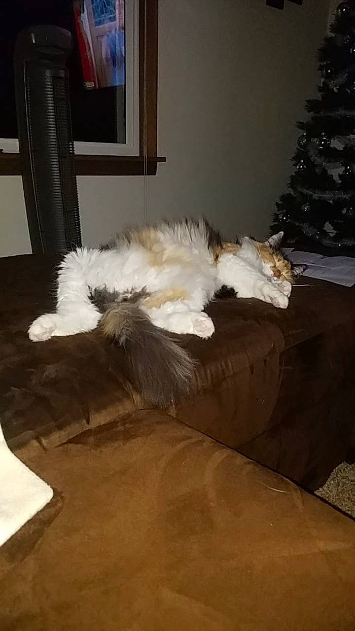 Ella joined the competition — help win amazing prizes! carnivore, christmas_tree, comfort, companion_dog, couch, dog, dog_breed, fawn, felidae, floor, flooring, grey, hardwood, living_room, picture_frame, small_to_medium_sized_cats, tail, tints_and_shades, window, wood