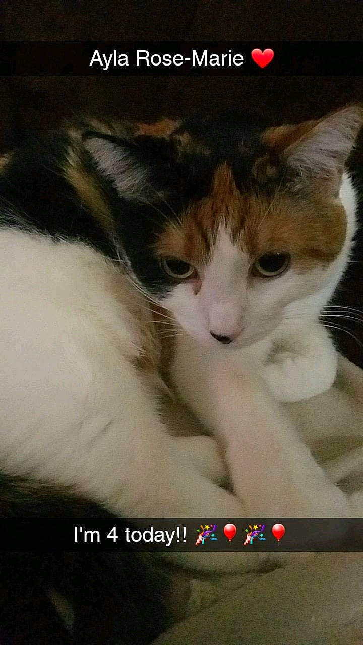 Ayla joined the competition — help win amazing prizes! art, carnivore, cat, domestic_short_haired_cat, electronic_device, felidae, font, fur, gesture, happy, internet_meme, paw, photo_caption, photography, small_to_medium_sized_cats, tail, whiskers