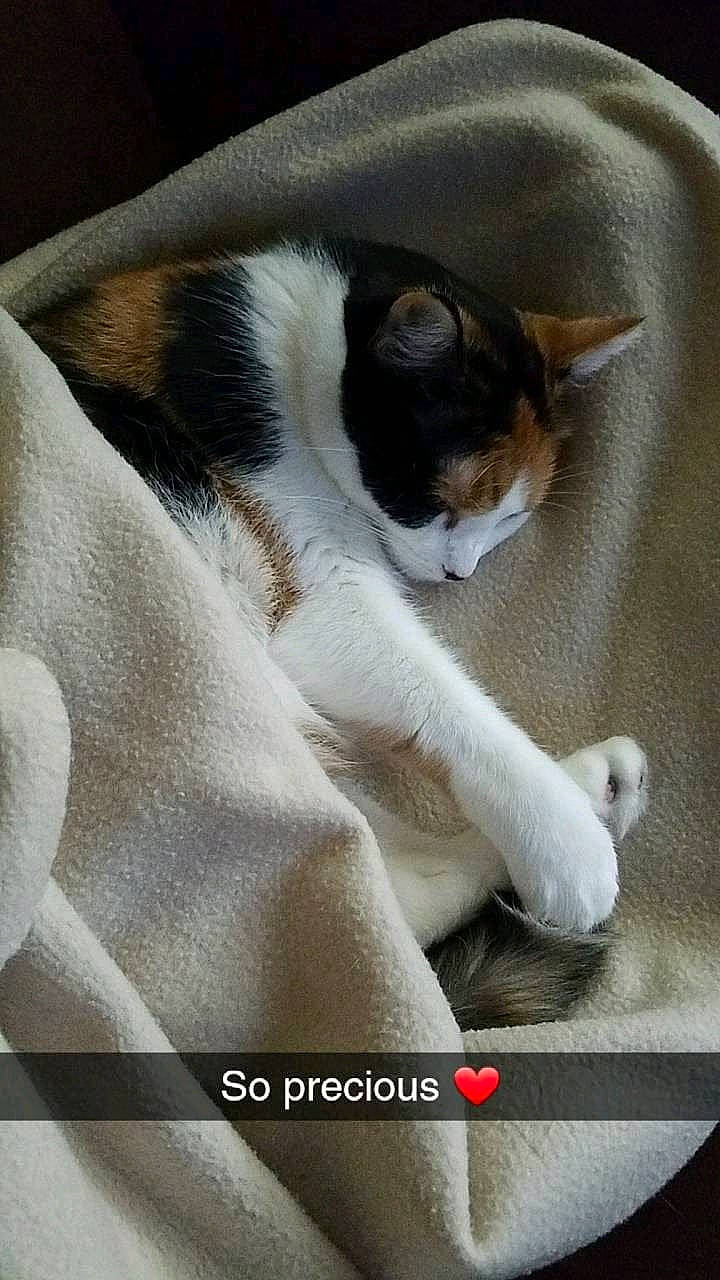 Ayla joined the competition — help win amazing prizes! art, carmine, carnivore, cat, claw, comfort, companion_dog, domestic_short_haired_cat, fawn, felidae, fur, nap, paw, small_to_medium_sized_cats, snout, tail, terrestrial_animal, whiskers