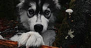 Saïka participe au concours pour gagner de l'argent avec cette photo : husky, puppy, dog, forest, tree, moss, mushroom, log, paw, nature, outdoor, animal, canine, curious, young, wild, dark, woodland, closeup, cute
