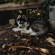 Saïka a rejoint le concours — aidez-le/la à gagner de superbes lots ! husky, puppy, dog, blue_eyes, forest, leaves, twigs, wooden_beam, ivy, stone, nature, outdoor, animal, fur, cute, lying_down, curious, young, pet, canine
