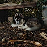 husky, puppy, dog, blue_eyes, forest, leaves, twigs, wooden_beam, ivy, stone, nature, outdoor, animal, fur, cute, lying_down, curious, young, pet, canine