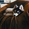 Saïka a rejoint le concours — aidez-le/la à gagner de superbes lots ! husky, puppy, dog, blue_eyes, fur, pet, animal, lying_down, blanket, cozy, indoors, cute, resting, canine, mammal, ears, snout, portrait, soft_lighting, close_up