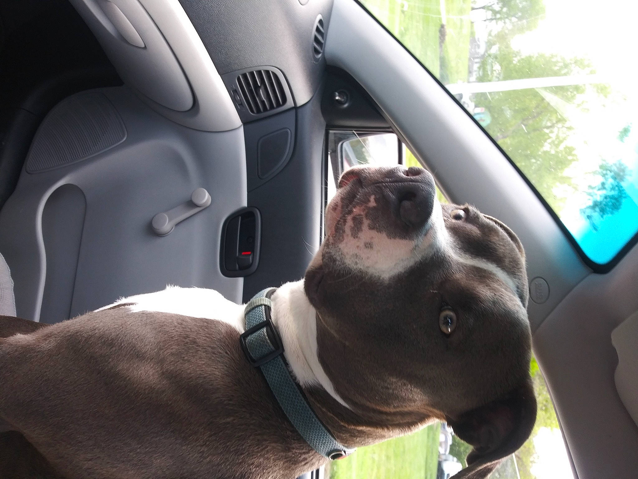 Lewis is registered to the contest to win money with this photo: auto_part, automotive_design, automotive_exterior, car, car_seat, car_seat_cover, carnivore, collar, companion_dog, dog, dog_breed, dog_collar, fawn, motor_vehicle, snout, steering_part, steering_wheel, vehicle, vehicle_door, working_animal