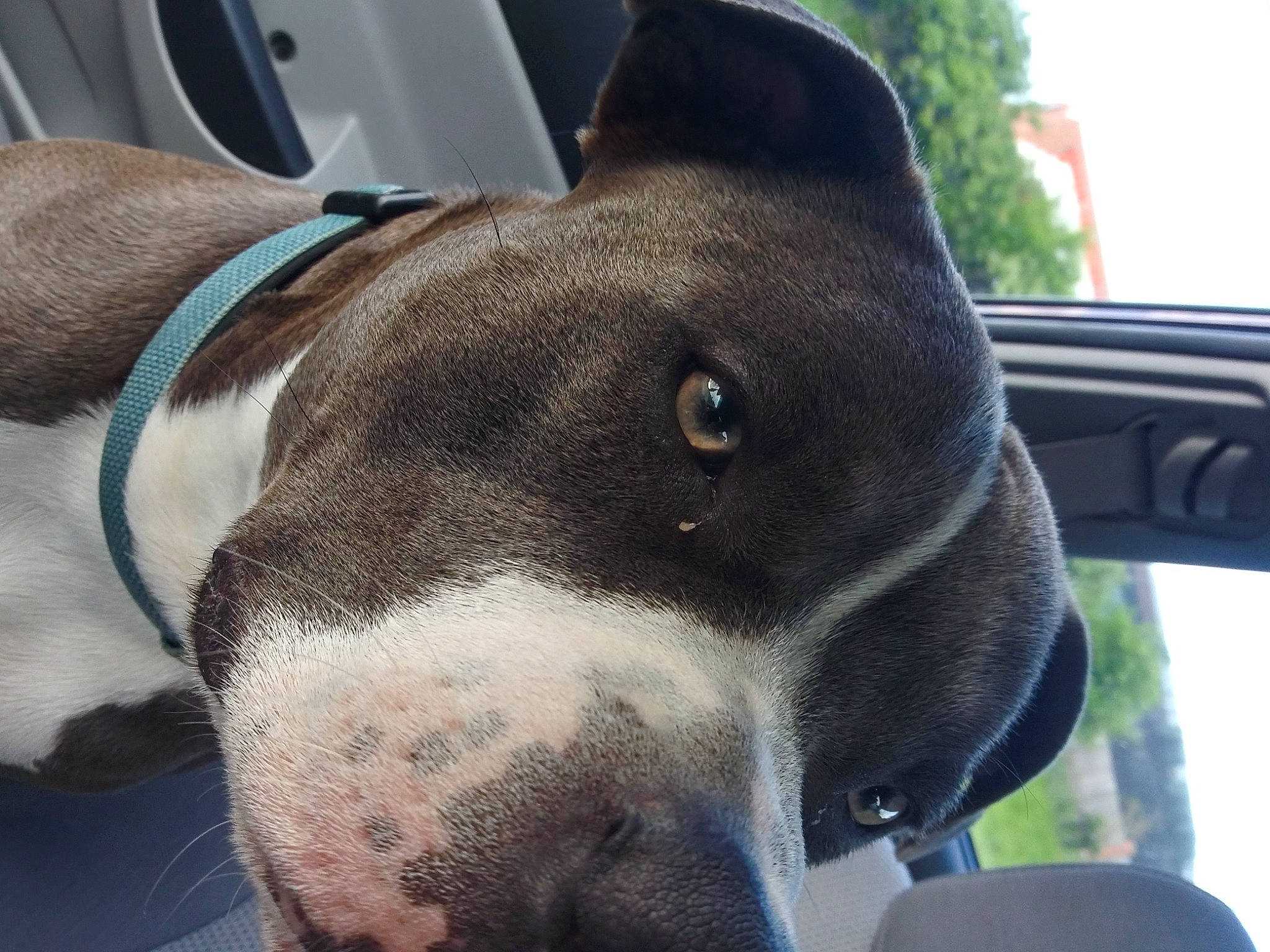 Lewis is registered to the contest to win money with this photo: canidae, carnivore, collar, companion_dog, dog, dog_breed, dog_collar, dog_supply, ear, eye, fawn, non_sporting_group, pet_supply, snout, sporting_group, terrestrial_animal, tree, whiskers, windshield, working_animal