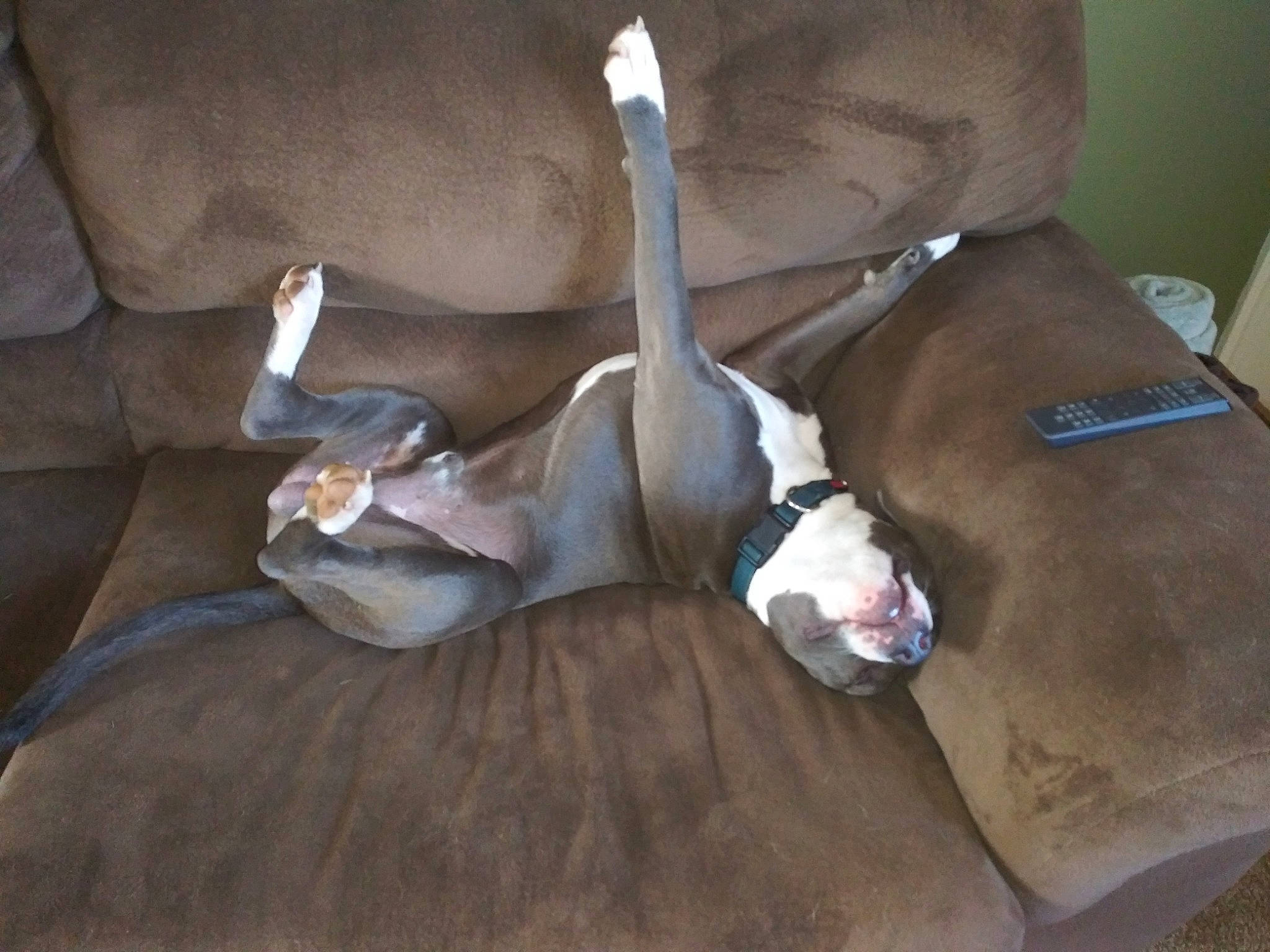 Lewis joined the competition — help win amazing prizes! canidae, carnivore, comfort, companion_dog, dog, dog_breed, fawn, foot, fur, hardwood, human_leg, knee, liver, non_sporting_group, paw, snout, sporting_group, terrestrial_animal, wood, working_animal