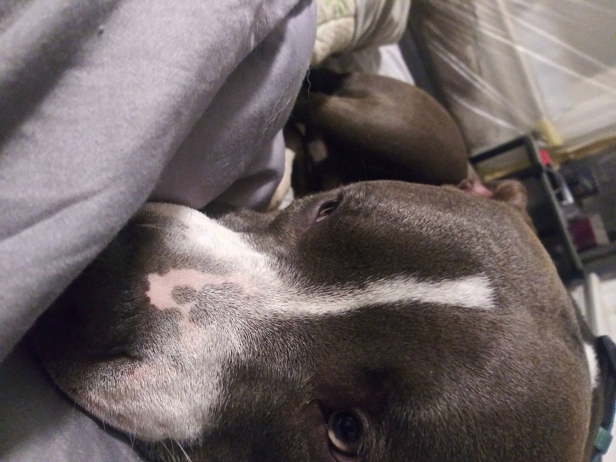 Lewis is registered to the contest to win money with this photo: canidae, carnivore, comfort, companion_dog, dog, dog_breed, ear, fawn, fur, grey, guard_dog, human_leg, liver, non_sporting_group, pointer, snout, sporting_group, whiskers, working_animal