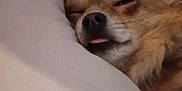 Baby participe au concours pour gagner de l'argent avec cette photo : animal, brown_fur, close_up, companion, cozy, cute, dog, domestic, face, furry, indoors, nap, pet, pillow, relaxed, resting, sleeping, small_dog, soft, tongue_out