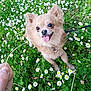 Baby a rejoint le concours — aidez-le/la à gagner de superbes lots ! animal, chihuahua, closeup, cute, daisies, dog, flowers, grass, greenery, hand, happy, leash, nature, outdoor, pet, playful, portrait, small_dog, spring, tongue_out