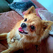 Baby participe au concours pour gagner de l'argent avec cette photo : animal, blanket, canine, collar, companion, couch, cute, dog, domestic, ears, fluffy, friendly, fur, happy, indoor, pet, pillow, relaxing, smiling, tongue_out