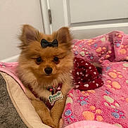 Prada Zoé is registered to the contest to win money with this photo: adorable, animal, blanket, bow, collar, cozy, cute, dog, fluffy, fur, indoor, lying_down, paw_prints, pet, pet_bed, pink_blanket, pomeranian, resting, small_dog, tag