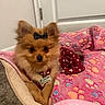 adorable, animal, blanket, bow, collar, cozy, cute, dog, fluffy, fur, indoor, lying_down, paw_prints, pet, pet_bed, pink_blanket, pomeranian, resting, small_dog, tag