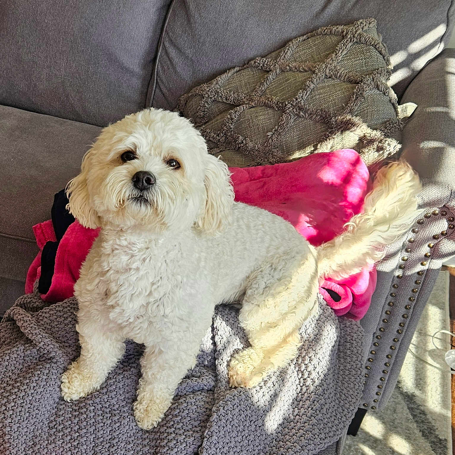 Bailey joined the competition — help win amazing prizes! blanket, couch, cozy, curly_fur, daylight, dog, ears, furniture, gray_blanket, home, indoor, knitted_blanket, nose, paw, pet, pink_blanket, relaxing, sunlight, tail, white_dog