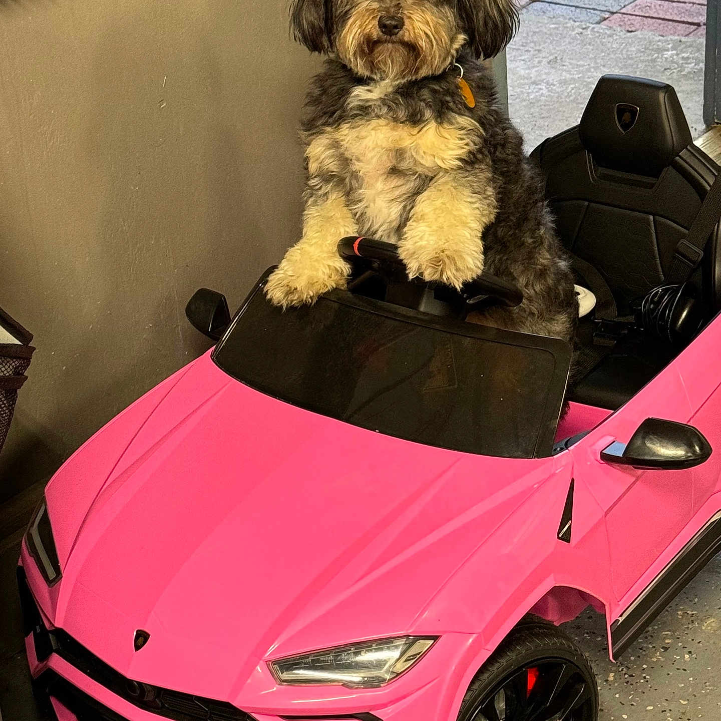 Baxter joined the competition — help win amazing prizes! black_and_white, collar, cute, dog, floor, fur, headlights, indoor, indoor_lighting, luxury_car, pet, pink, playful, seat, small_car, steering_wheel, toy_car, vehicle, wall, wheels