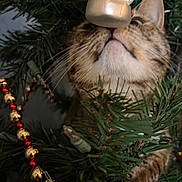 Chimi joined the competition — help win amazing prizes! animal, cat, celebration, christmas_tree, close_up, curious, decorations, feline, festive, gold_beads, greenery, holiday_decor, indoor, nature, ornament, pet, red_beads, snowman_ornament, tabby_cat, whiskers