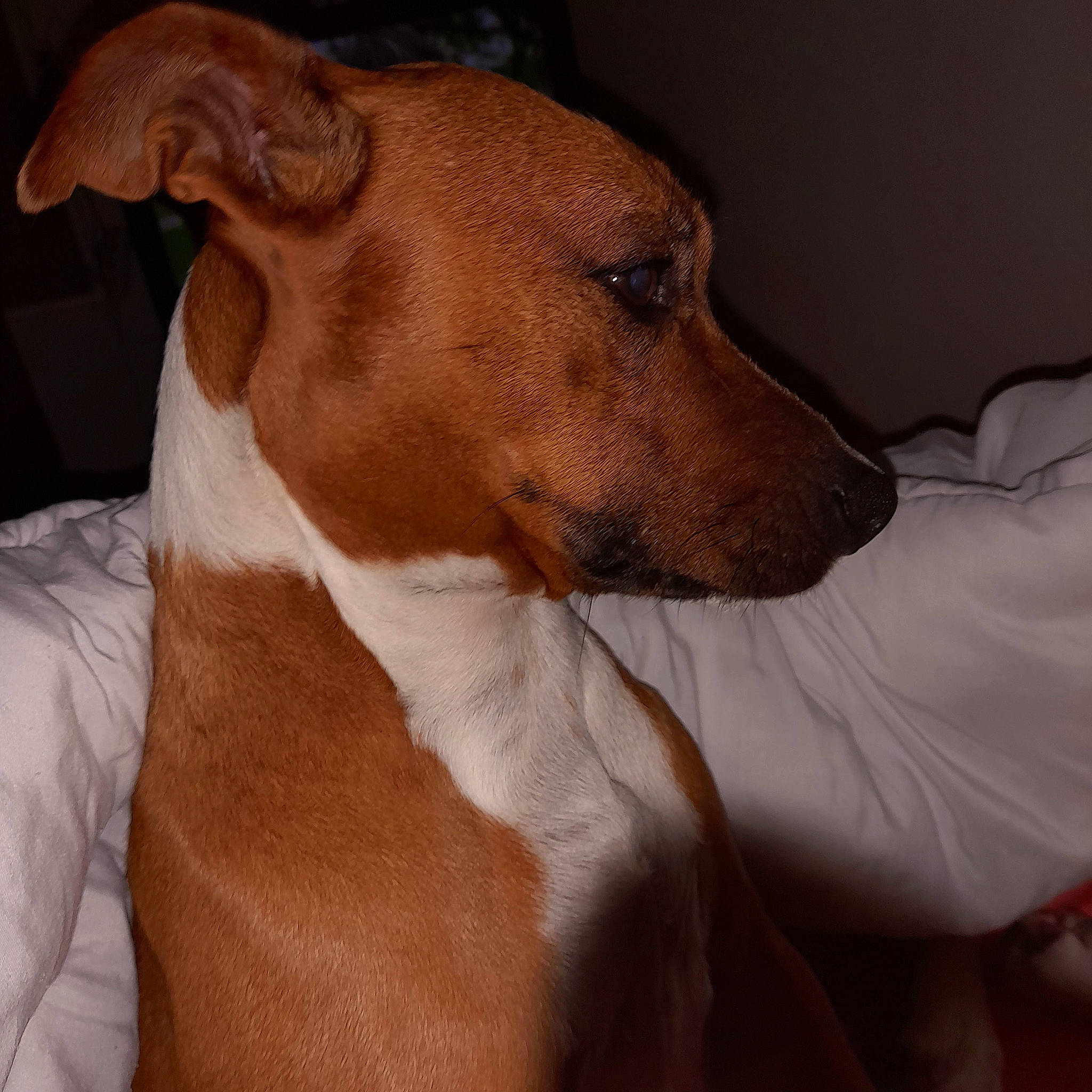 Louna a rejoint le concours — aidez-le/la à gagner de superbes lots ! ancient_dog_breeds, canidae, carnivore, collar, companion_dog, dog, dog_breed, dog_collar, dog_supply, ear, fawn, fur, hound, irishjacks, sighthound, snout, sporting_group, terrestrial_animal, whiskers, working_animal