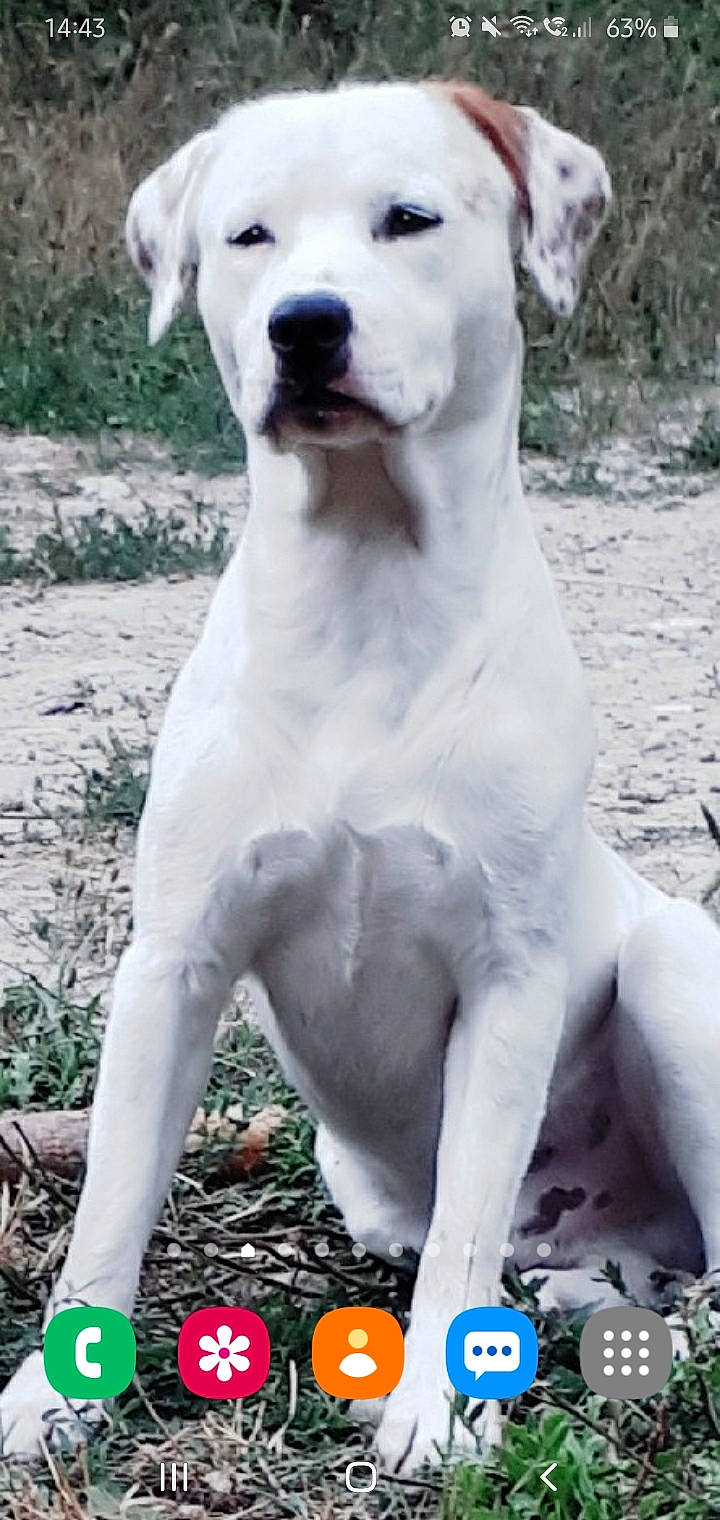 Nike participe au concours pour gagner de l'argent avec cette photo : ancient_dog_breeds, canidae, carnivore, collar, companion_dog, dog, dog_breed, dog_collar, dogo_guatemalteco, fawn, giant_dog_breed, grass, non_sporting_group, plant, snout, sporting_group, tail, terrestrial_animal, whiskers, working_animal