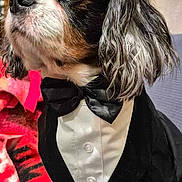 Max participe au concours pour gagner de l'argent avec cette photo : dog, tuxedo, bow_tie, pet, portrait, black_and_white, long_hair, sitting, indoor, furry, cute, animal, close_up, attentive, fluffy, elegant, domestic_animal, canine, fancy, costume