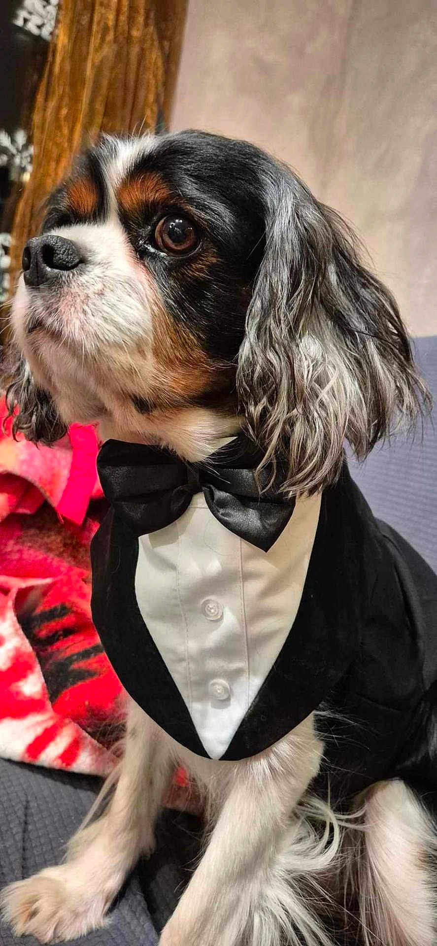 Max participe au concours pour gagner de l'argent avec cette photo : dog, tuxedo, bow_tie, pet, portrait, black_and_white, long_hair, sitting, indoor, furry, cute, animal, close_up, attentive, fluffy, elegant, domestic_animal, canine, fancy, costume