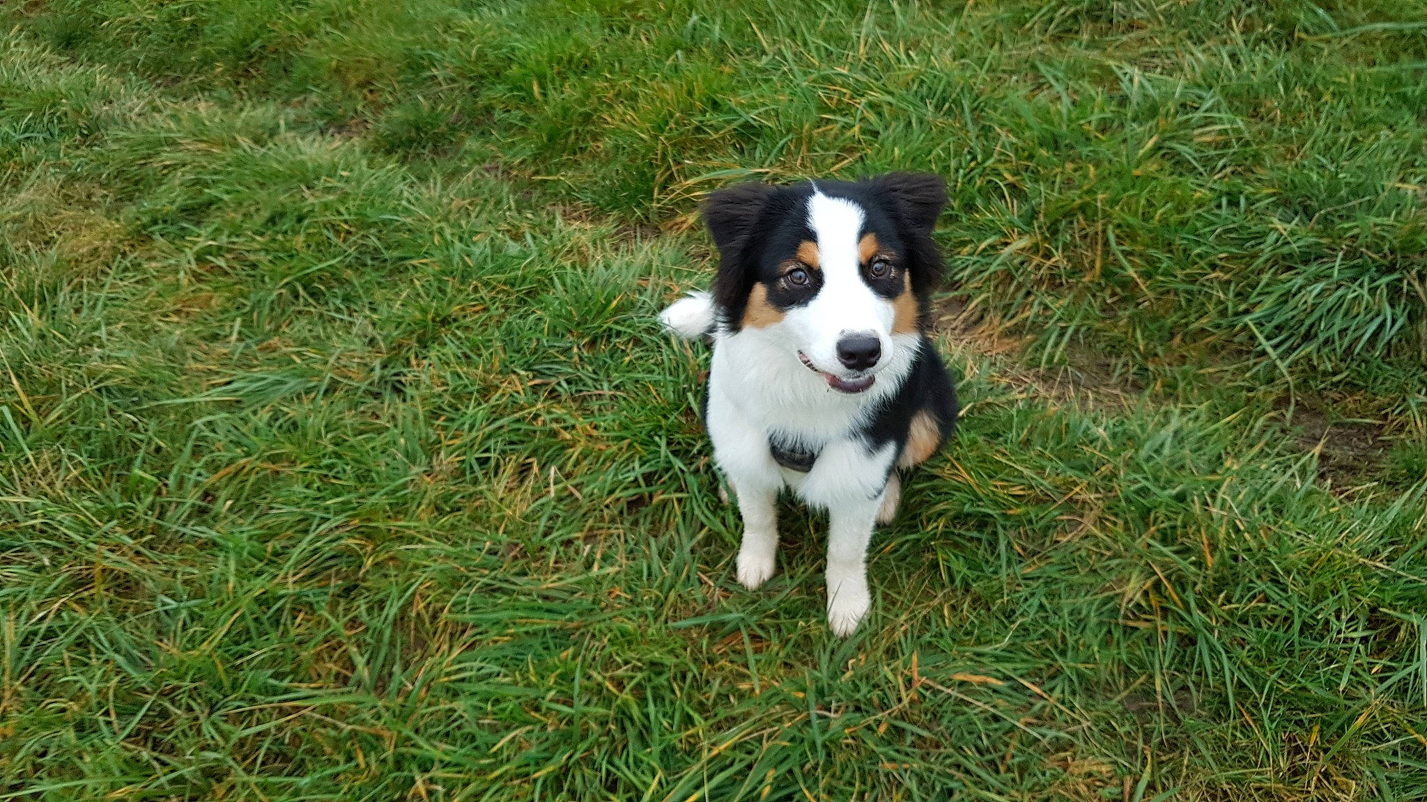 Saphyr a rejoint le concours — aidez-le/la à gagner de superbes lots ! canidae, carnivore, companion_dog, dog, dog_breed, grass, groundcover, herding_dog, plant, snout, sporting_group, tail, terrestrial_animal, working_animal, working_dog