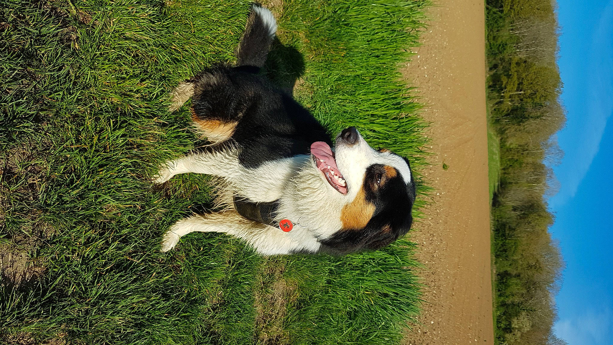 Saphyr participe au concours pour gagner de l'argent avec cette photo : carnivore, companion_dog, dog, dog_breed, fur, grass, grassland, leisure, pasture, paw, plant, sky, sporting_group, sports_equipment, tail, tree