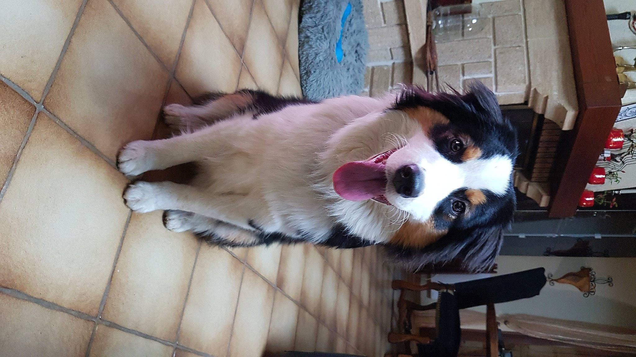 Saphyr participe au concours pour gagner de l'argent avec cette photo : canidae, carnivore, collar, companion_dog, dog, dog_breed, fur, non_sporting_group, paw, snout, sporting_group, tail, whiskers, working_animal, working_dog