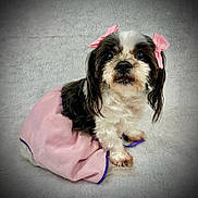 Chloe joined the competition — help win amazing prizes! dog, pet, cute, pink_skirt, bows, small_dog, fluffy, black_and_white, sitting, indoor, portrait, fur, ears, eyes, animal, adorable, soft_texture, clothing, cute_pet, looking_up