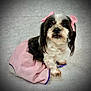 dog, pet, cute, pink_skirt, bows, small_dog, fluffy, black_and_white, sitting, indoor, portrait, fur, ears, eyes, animal, adorable, soft_texture, clothing, cute_pet, looking_up