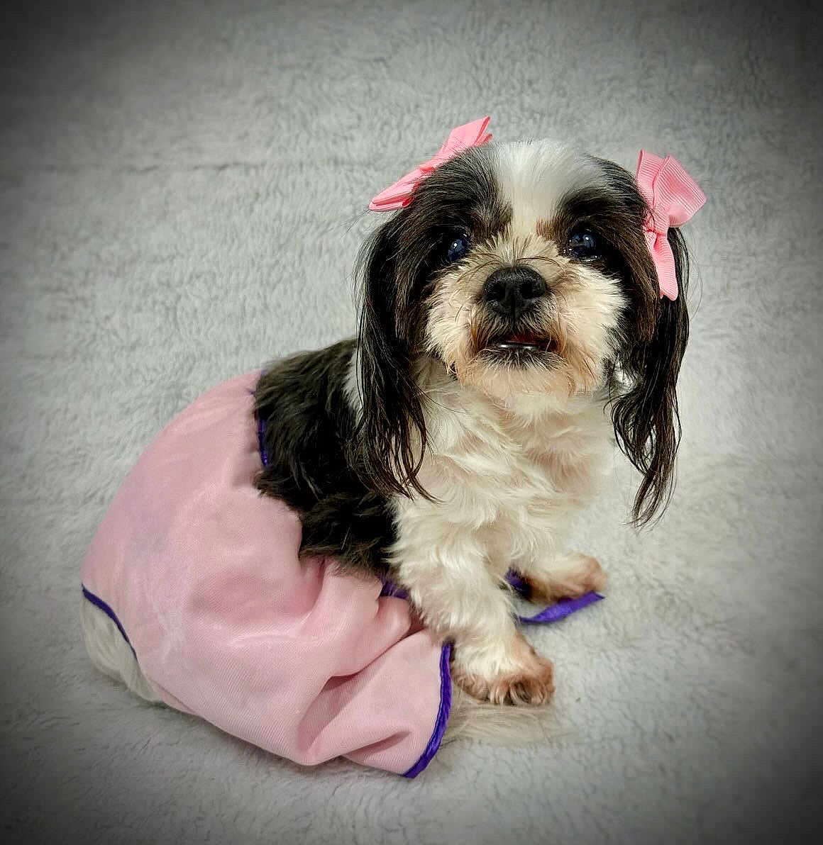 Chloe joined the competition — help win amazing prizes! dog, pet, cute, pink_skirt, bows, small_dog, fluffy, black_and_white, sitting, indoor, portrait, fur, ears, eyes, animal, adorable, soft_texture, clothing, cute_pet, looking_up