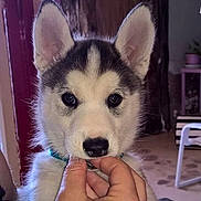 Lucky a rejoint le concours — aidez-le/la à gagner de superbes lots ! husky, puppy, dog, pet, indoor, close_up, black_and_white, fur, animal, young, cute, hand, floor, furniture, plant, collar, looking_at_camera, ears, nose, portrait