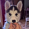 husky, puppy, dog, pet, indoor, close_up, black_and_white, fur, animal, young, cute, hand, floor, furniture, plant, collar, looking_at_camera, ears, nose, portrait