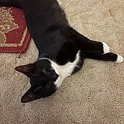 Snoopy joined the competition — help win amazing prizes! cat, black_and_white, carpet, rug, indoor, pet, animal, feline, laying_down, relaxed, whiskers, paws, ears, fur, floor, domestic, cute, resting, cozy, home